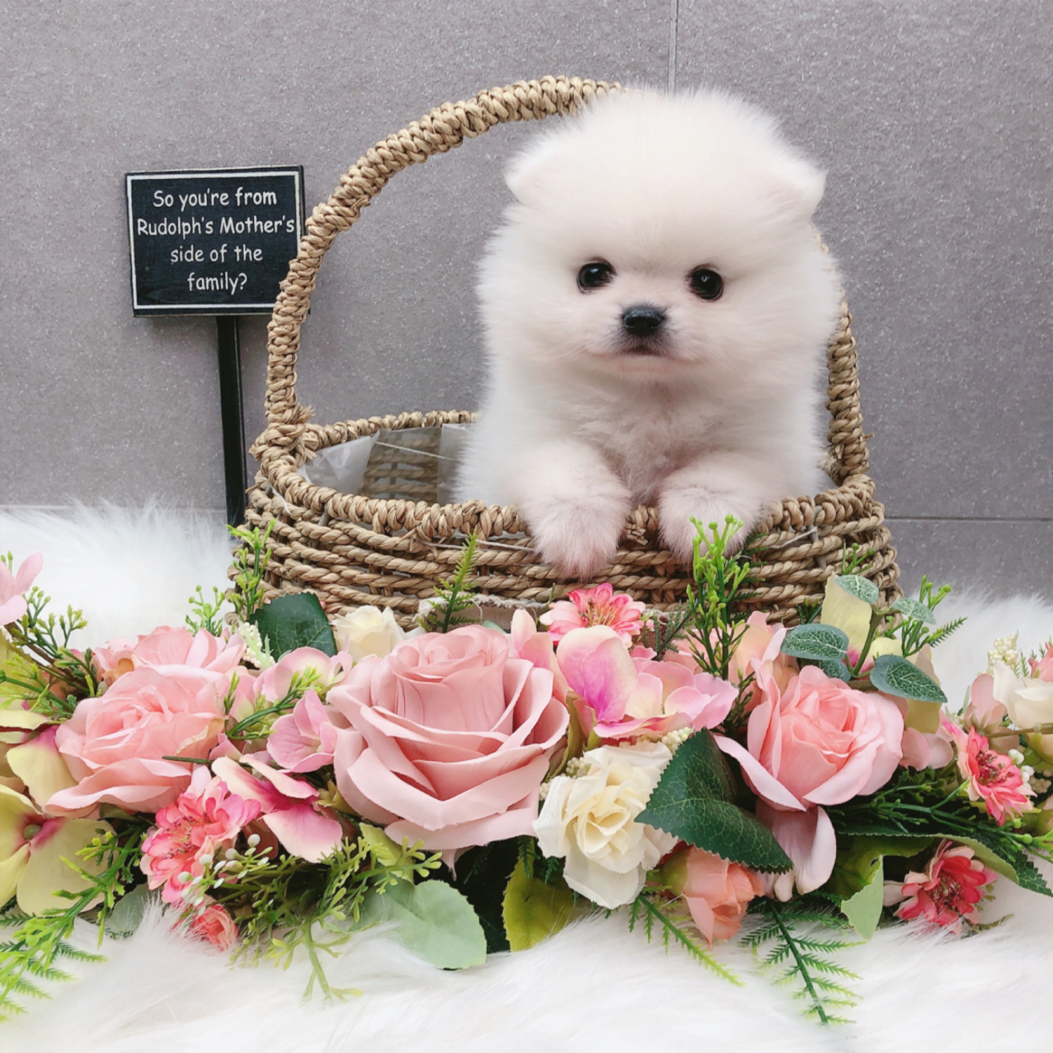 포메라니안