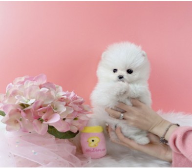 포메리안분양