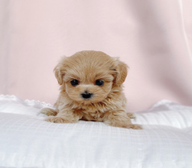 말티푸