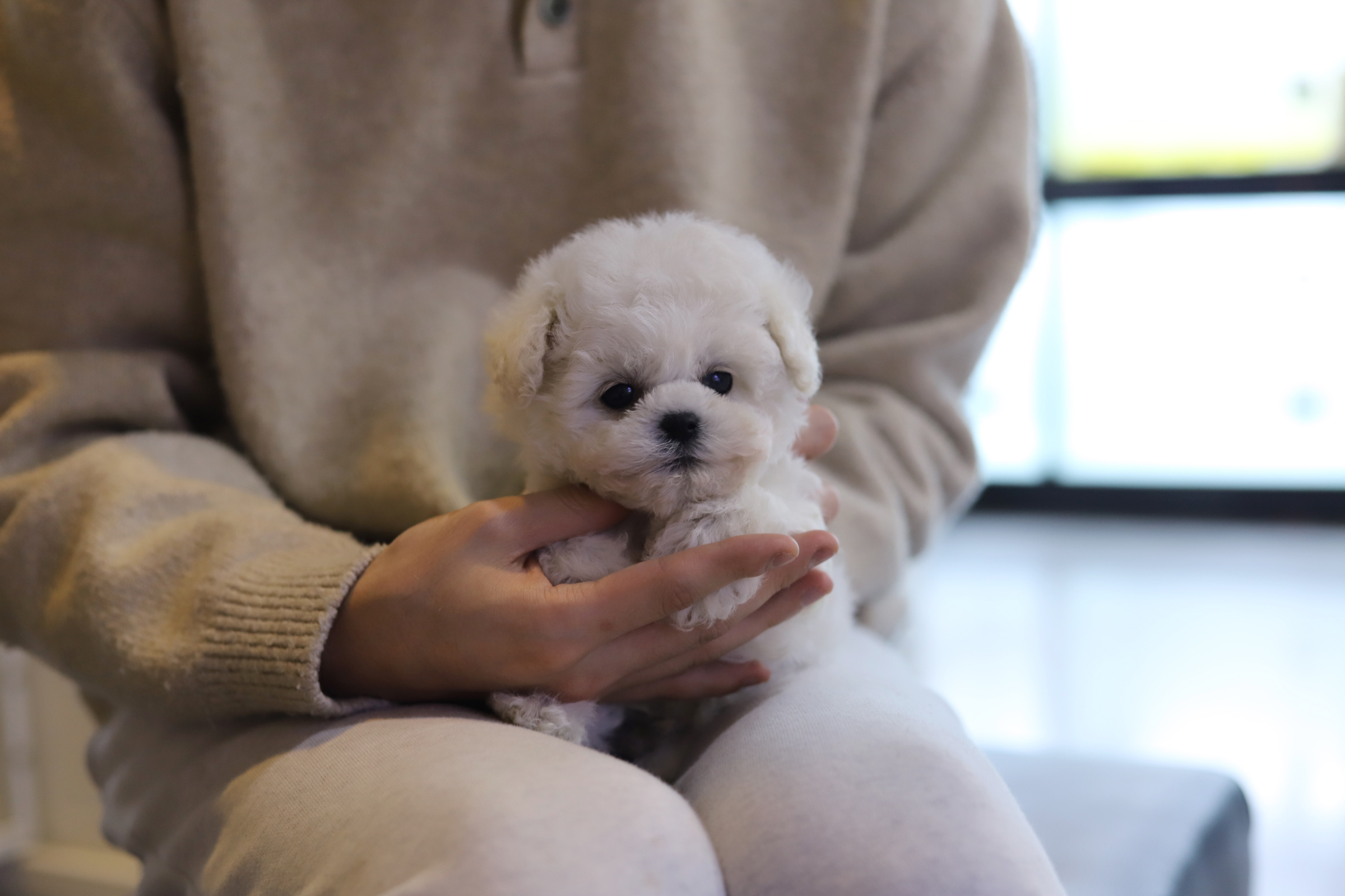 미니비숑프리제