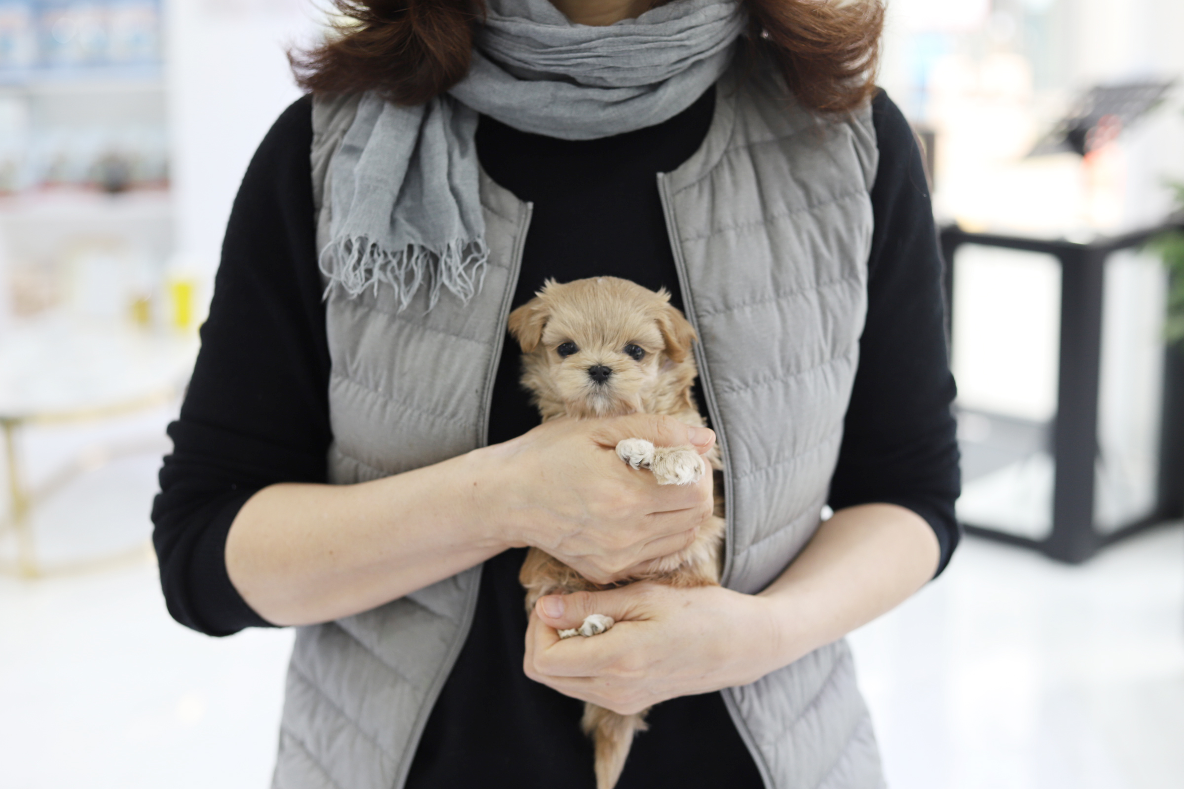 말티푸