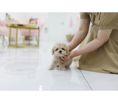 크림푸들분양