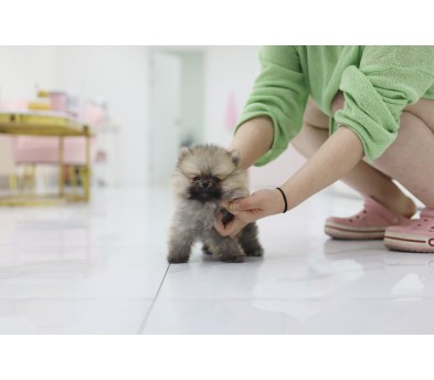 포메라니안