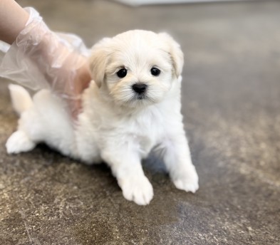 말티푸