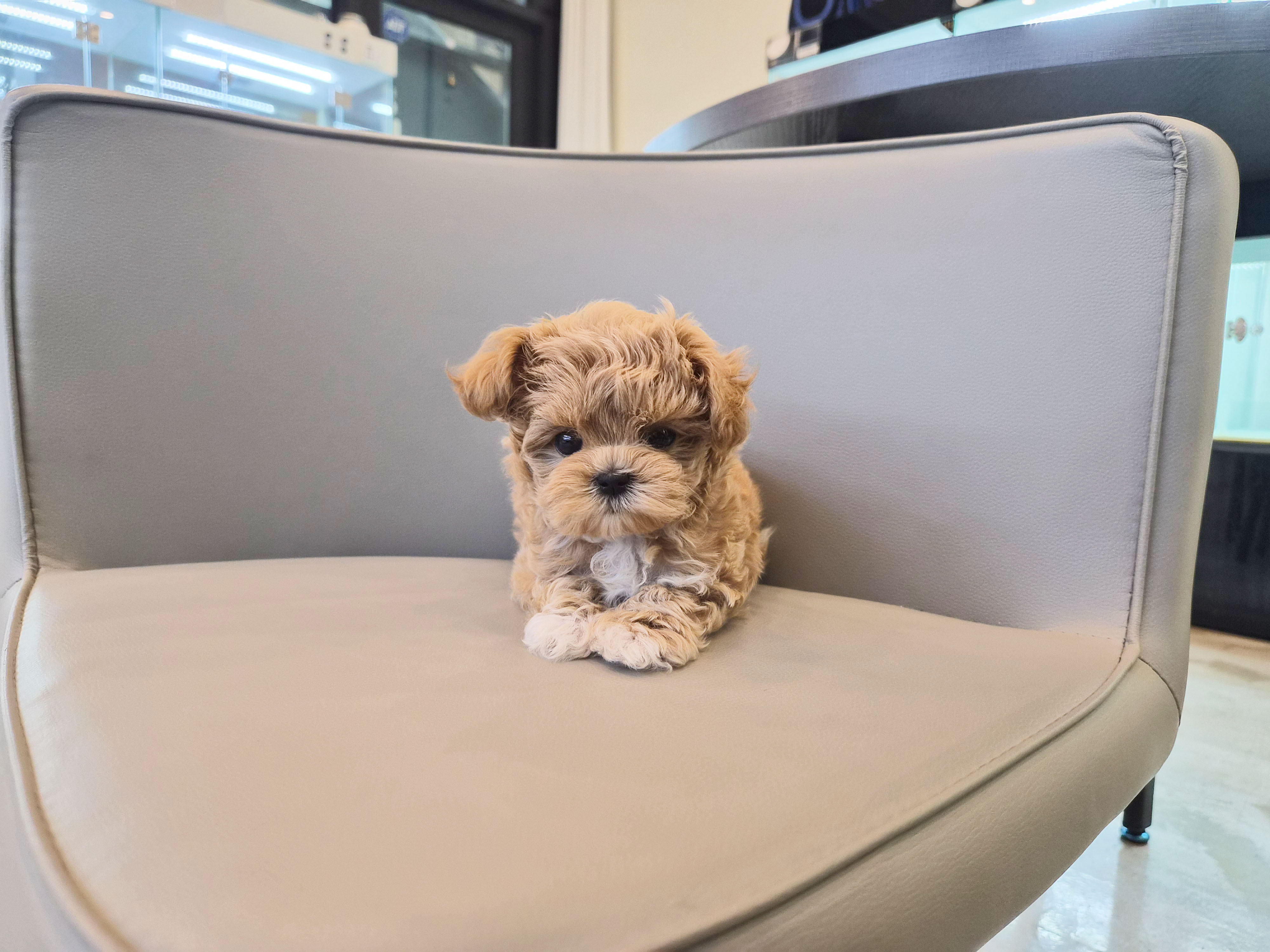 말티푸
