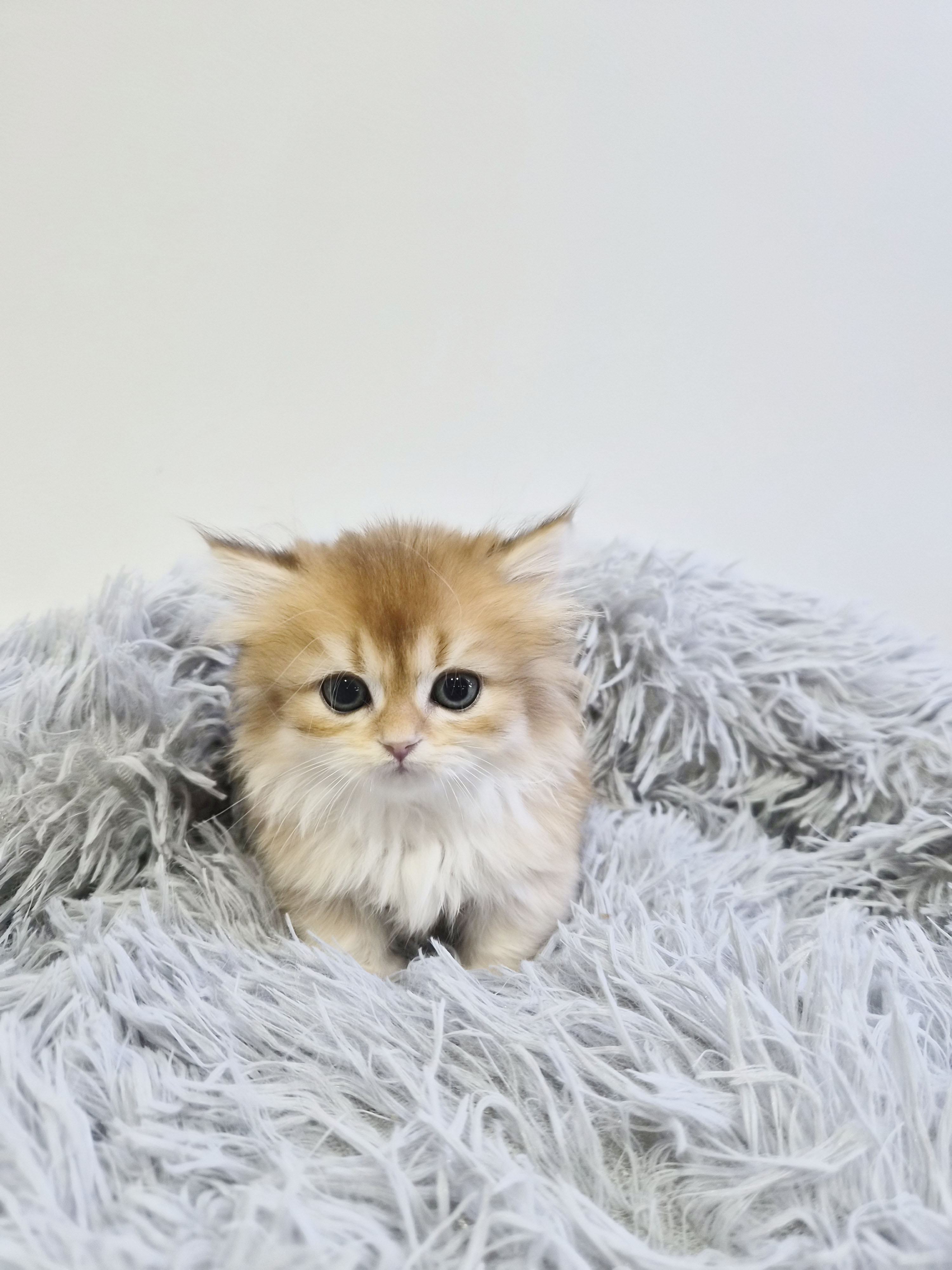 먼치킨(분양완료)