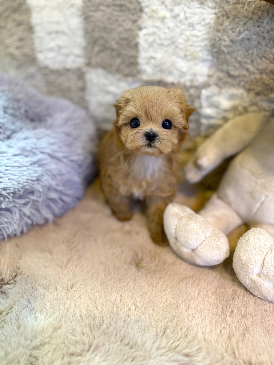 말티푸(이슬이)(분양완료)
