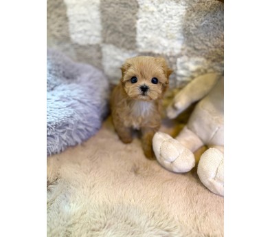 말티푸(이슬이)(분양완료)