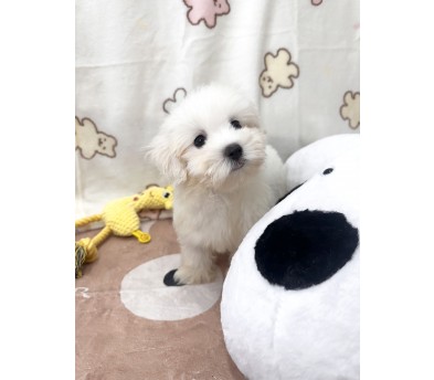 꼬숑 분양합니다